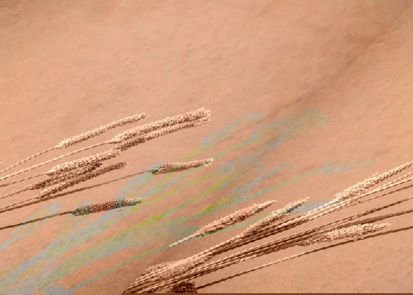 Premium Services banner