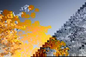 Paradise Dolls banner