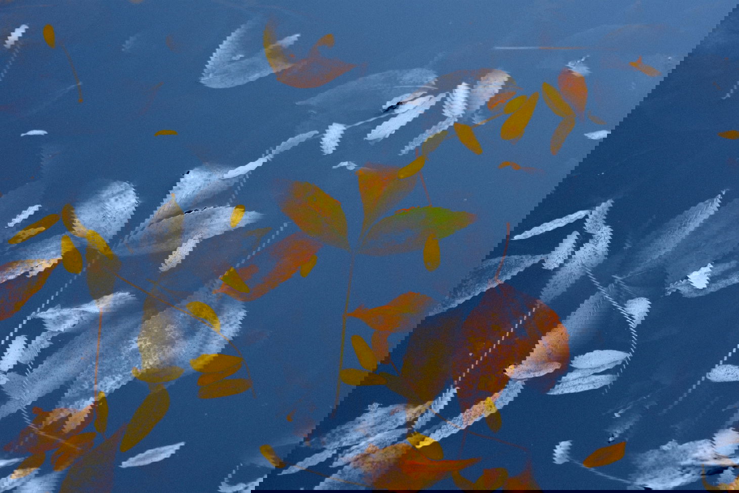 Siam Companions banner