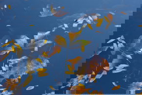 Golden Agency banner