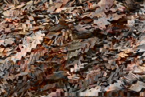 Jasmine Angels banner